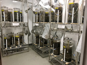 Experimental co-disposal waste reactors operating in the Scott Bioengineering Building