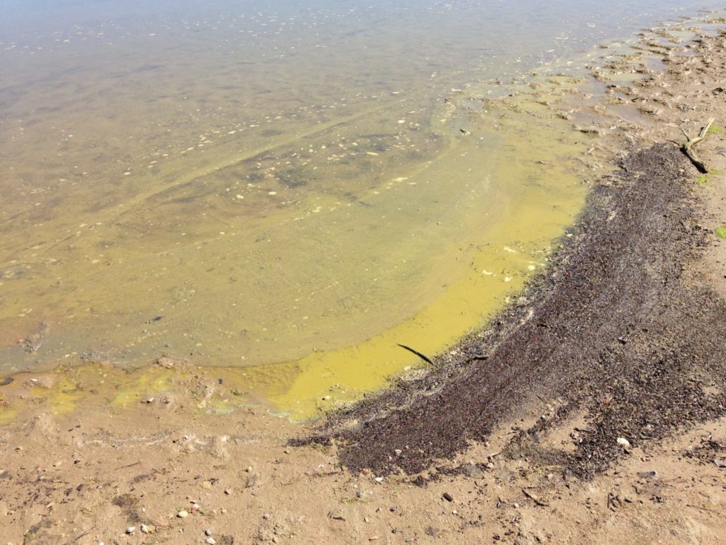 Algal blooms in Warren Reservoir 