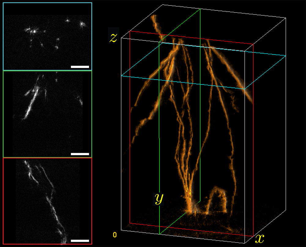 3D reconstruction of fluorescent stained cotton fibers. The blue, green, and red panels are slices of the object from x - y, y - z, and x - z slices, indicated by the colored rectangle in the main figure on the right. Scale bar equals 60mm. Image credit: Randy Bartels.