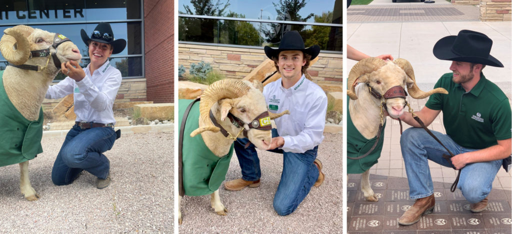 Three photos of CAM the Ram with human handlers