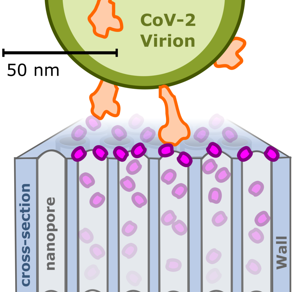 schematic of virus capture by protein crystals