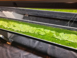 photo showing algae tanks in an experiment at Sandia National Laboratories