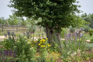 Photo of a mature rain garden with wildflowers blooming.