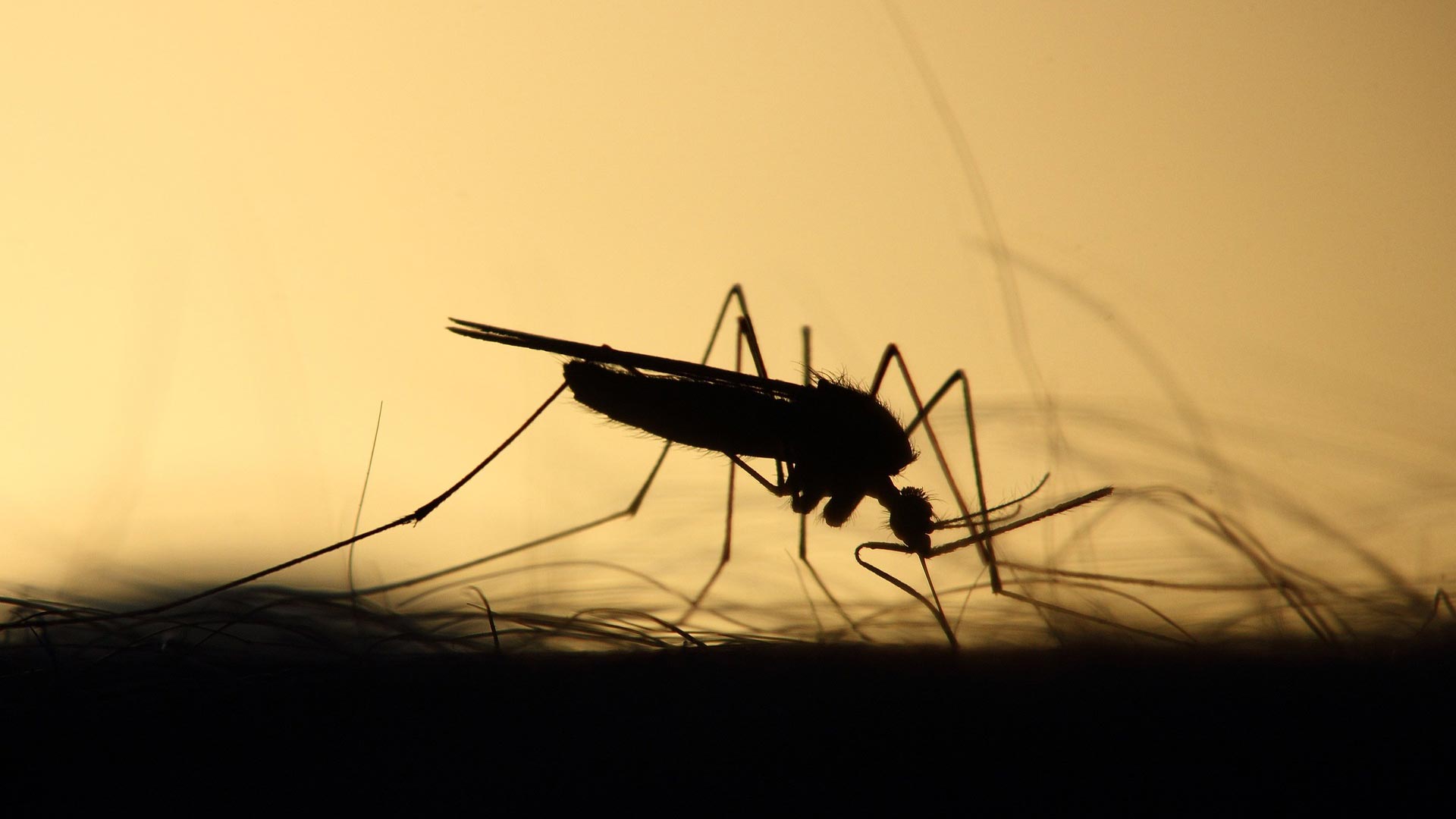 silhouette of a mosquito