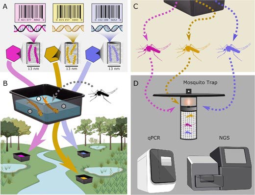 schematic of how mosquitoes are trapped and analyzed for barcodes