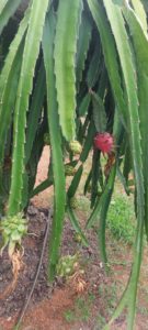 Photo of a dragon fruit plant with fruit in various colors and stages of ripeness.