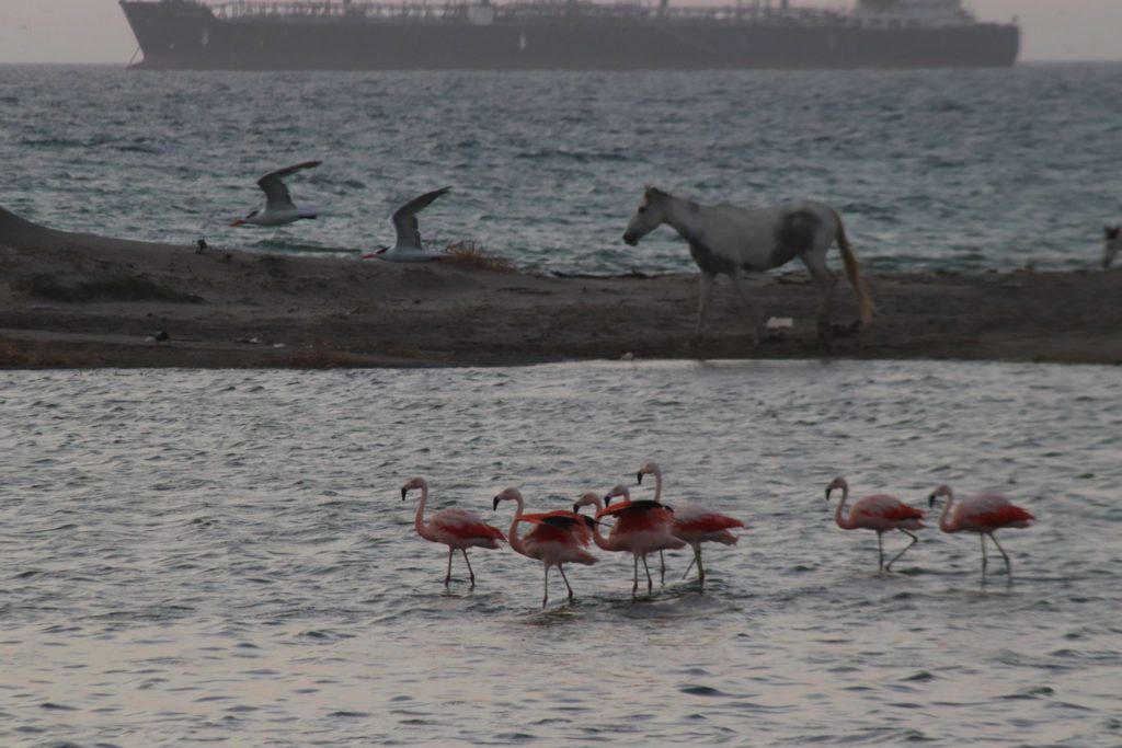 Flamingos, sea birds and a wild horse browse in the shallow waters of the estuary as seen from the bird blind the students helped to build.