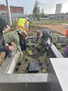 Several people work together to plant seedlings of a variety of species in a concrete planter on the Hydro Backyeard at CSU Spur